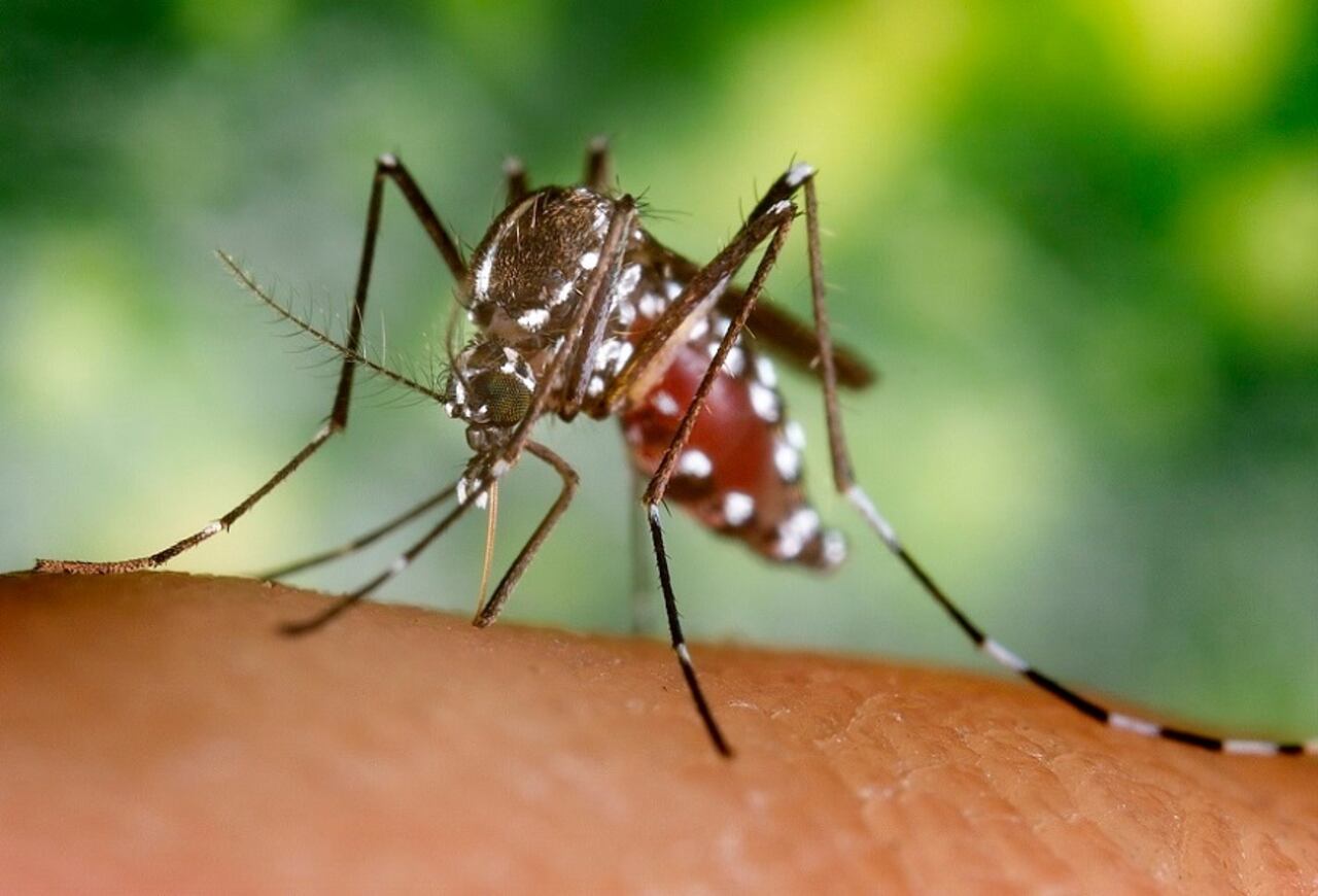 El 89% de las regiones presenta casos sospechosos de Dengue. Foto: Ministerio de Salud
