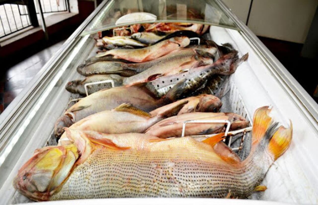 Rehabilitan comedores de pescados.