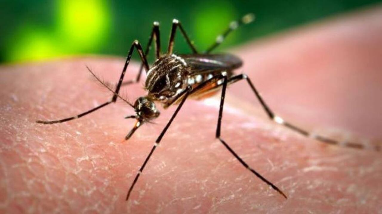 Reportan caso de dengue en San Pedro. Foto: Dirección de Vigilancia de Salud