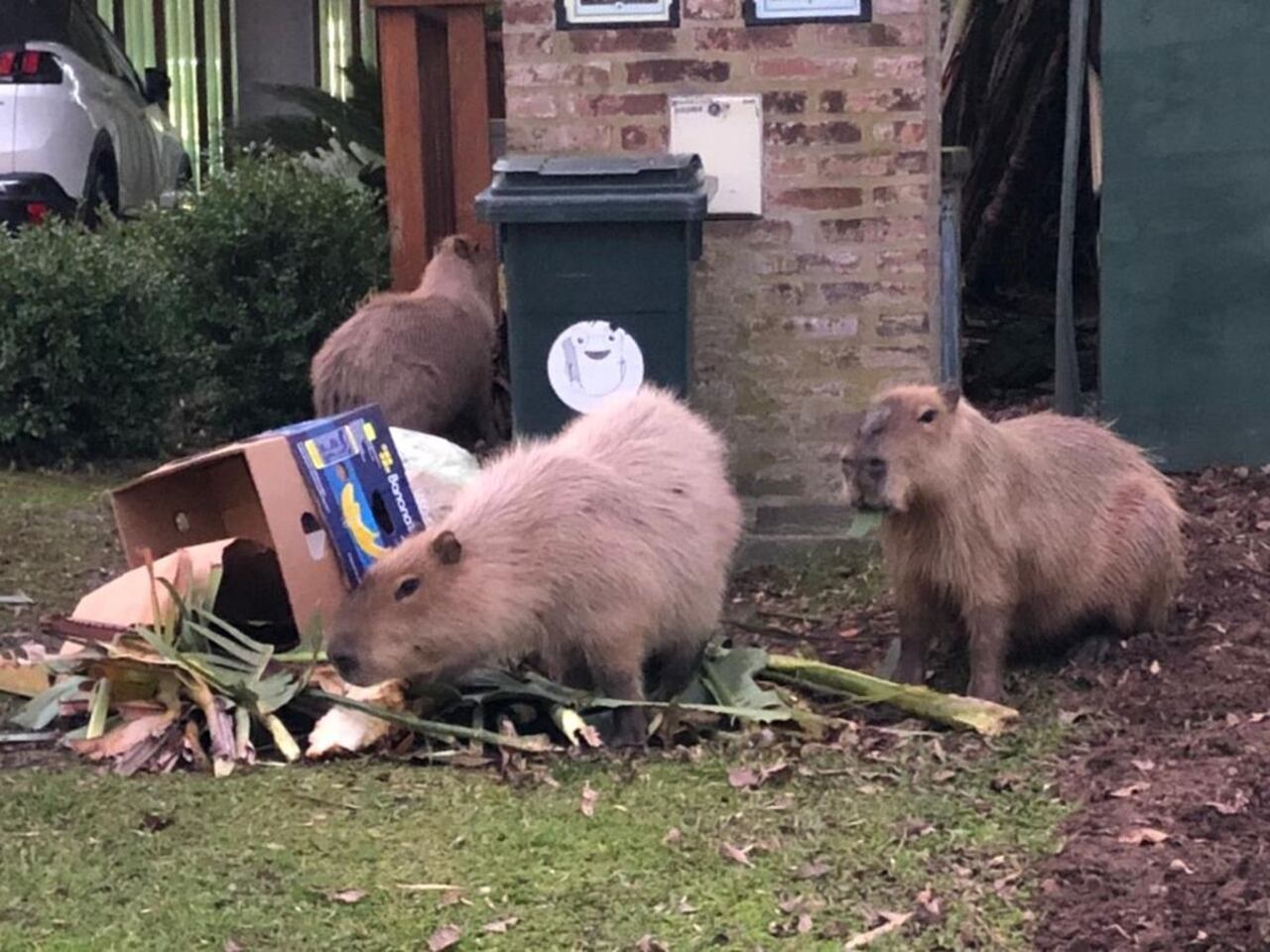 Muchos vecinos denunciaron que estos animales han causado estragos en sus jardines. Foto: Infobae