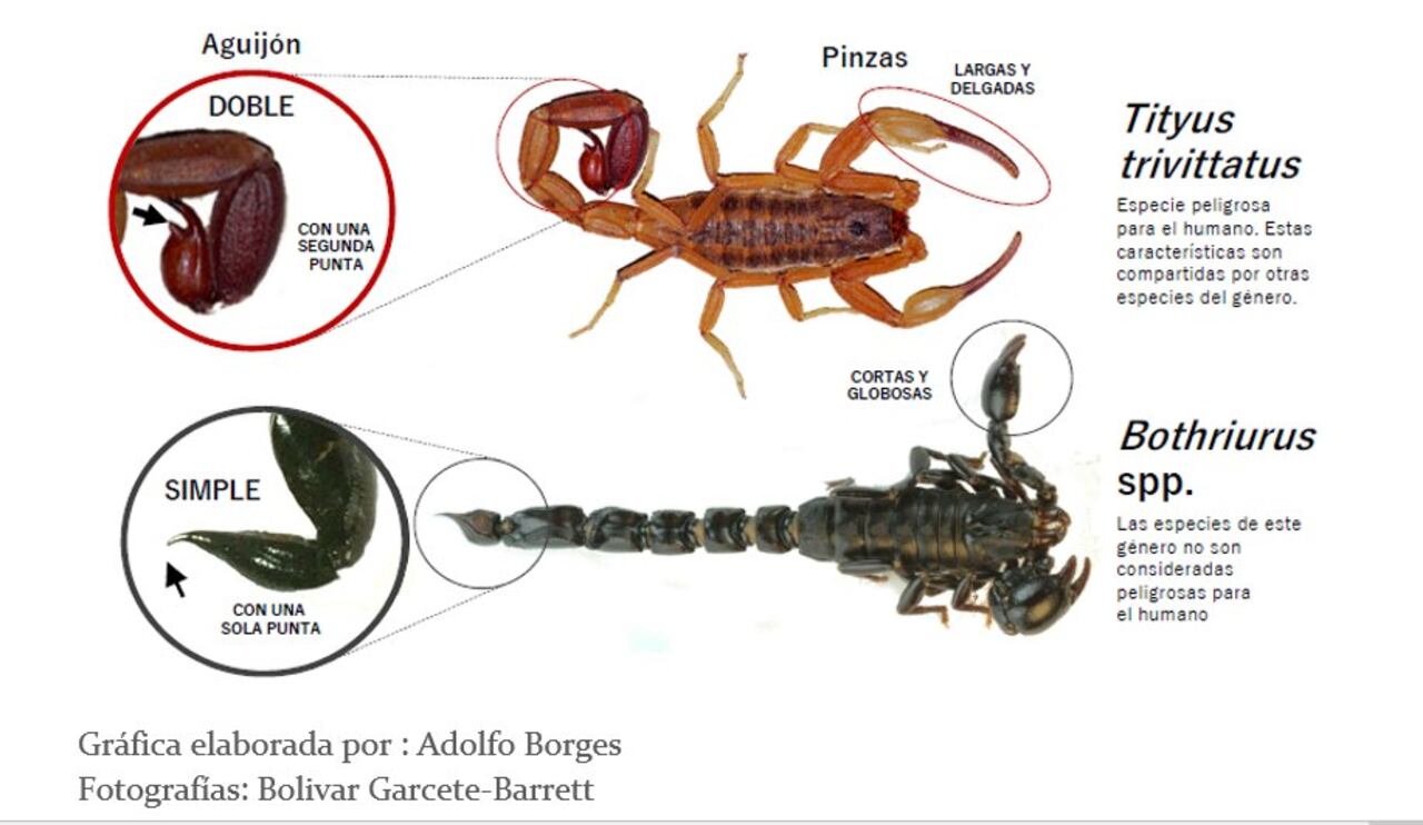 Todas las especies de escorpiones, sin excepción, pueden inocular veneno con su aguijón.