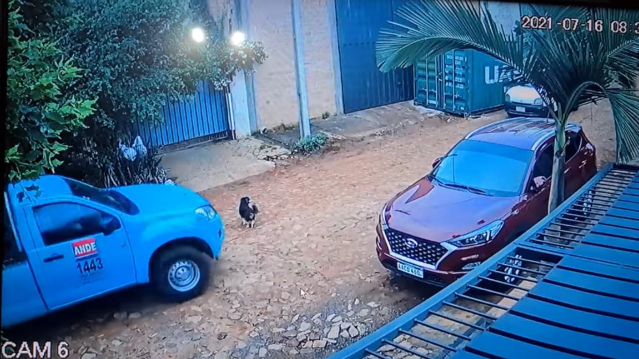 Funcionario de la ANDE atropelló a un perro y desapareció sin ayudar. Foto: captura de video