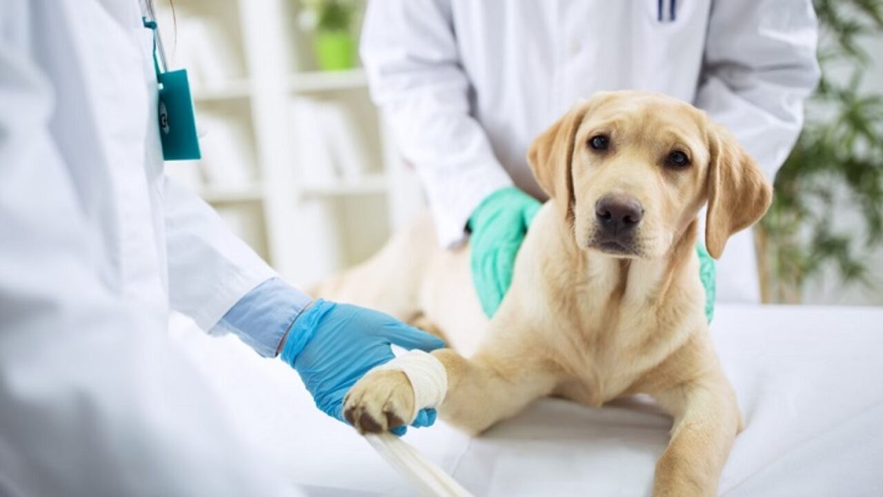 El proyecto de ley pretende la construcción de un hospital para brindar atención gratuita a los animales. Foto referencial.