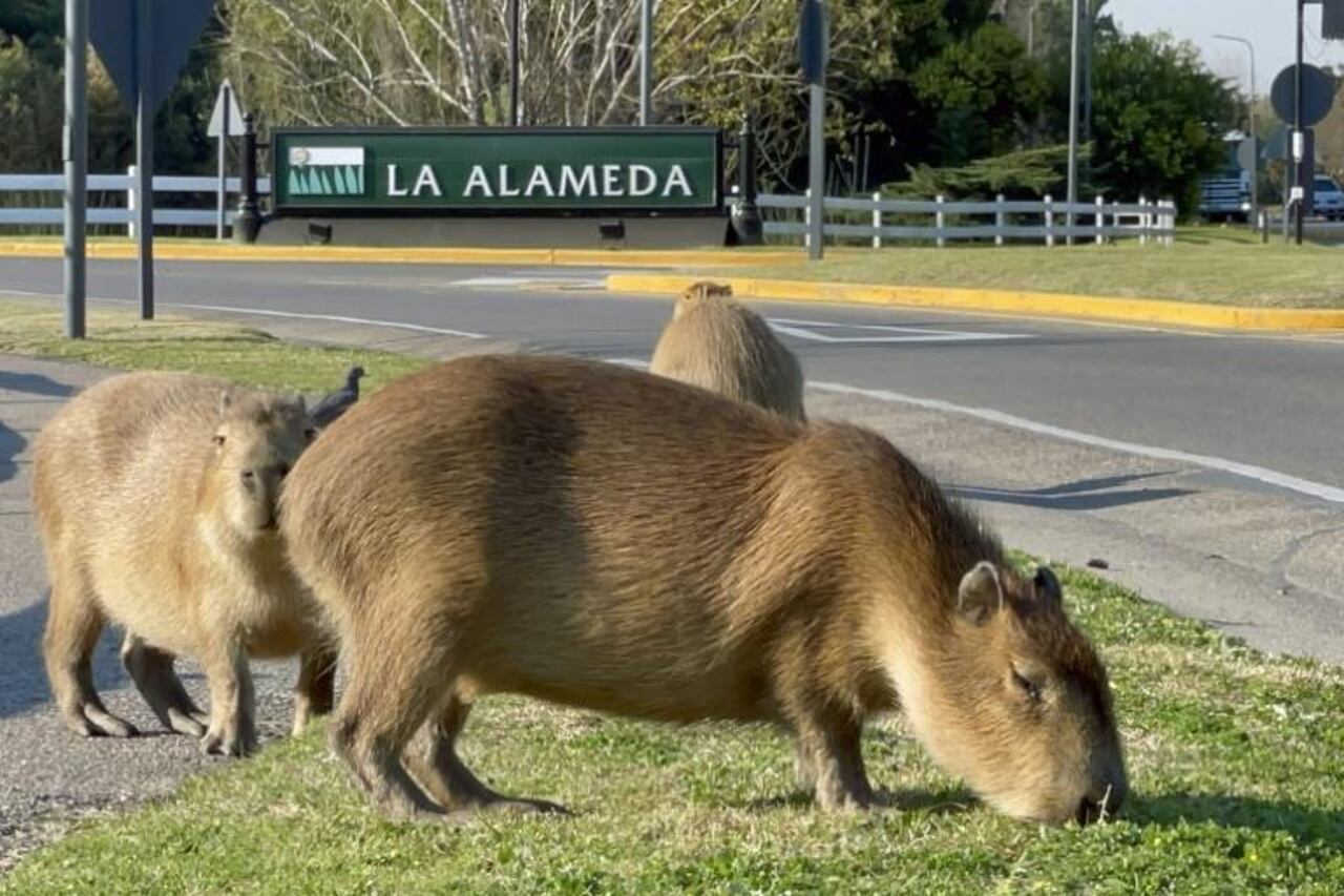 Carpinchos nativos en “guerra” con un barrio privado de Buenos Aires. Foto: AFP