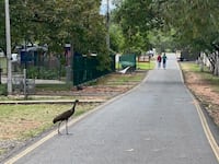 Invitan a recorrido ecológico gratuito en Parque Guasú el domingo